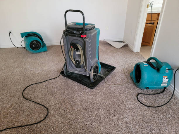 Best Water damage mitigation services  in Pine Island, MN