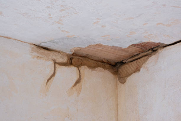 Best Water damage restoration process  in Pine Island, MN