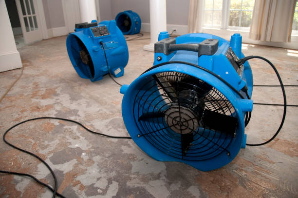 Best Professional water damage repair  in Pine Island, MN